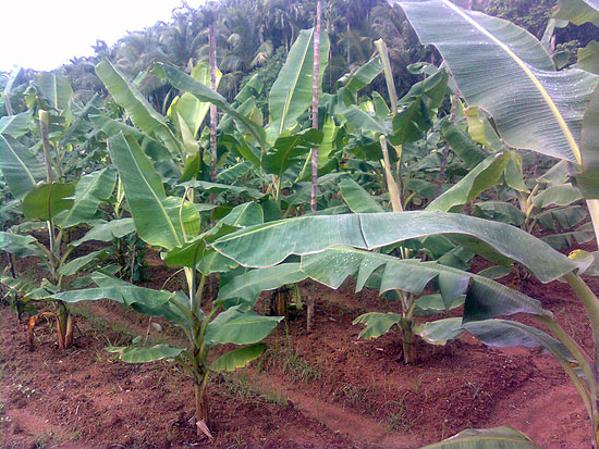 Arimbra Agriculture